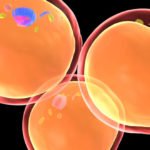 High-density lipoprotein particles undergo metabolic activation during obesity