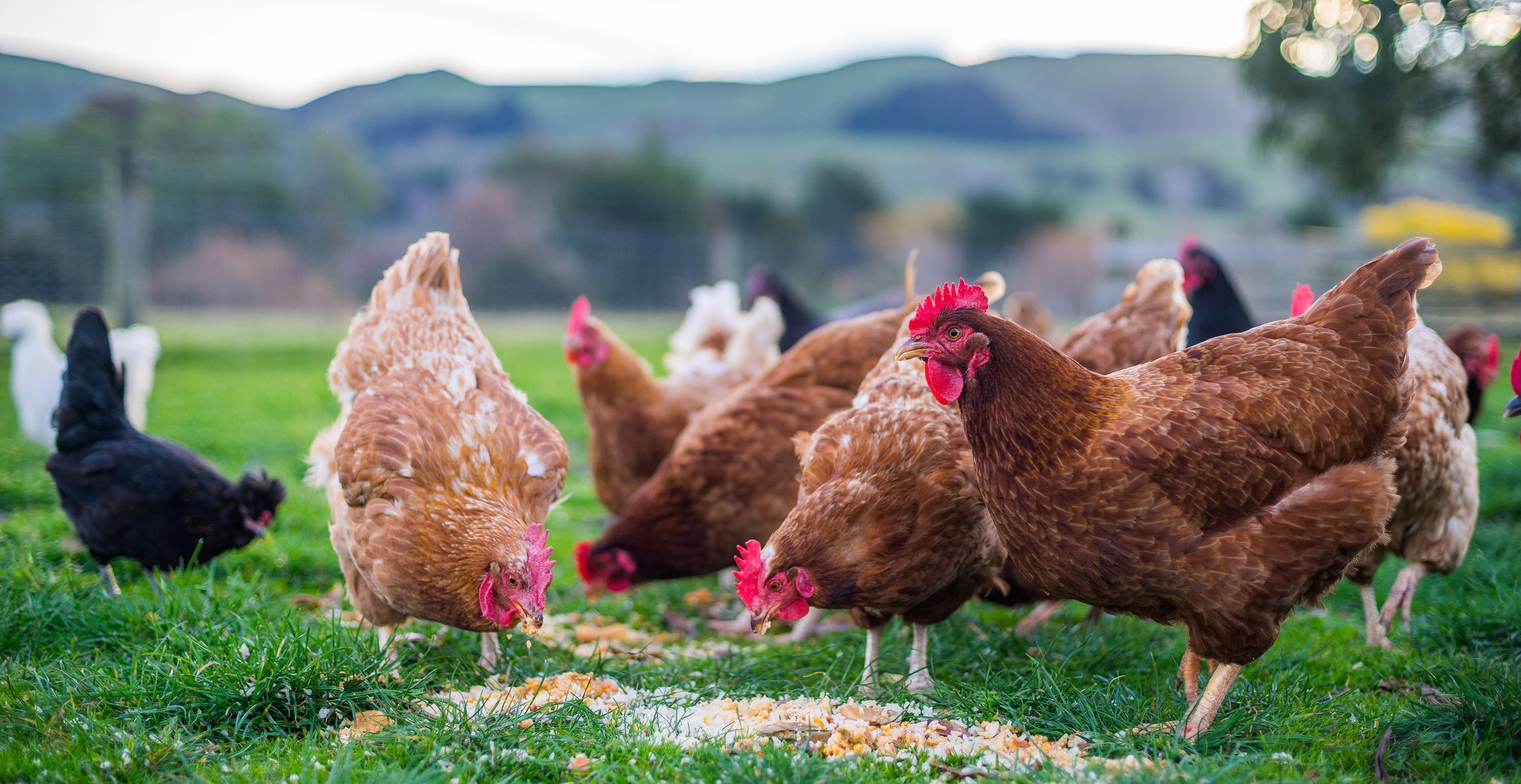 when chickenheads come home to roost