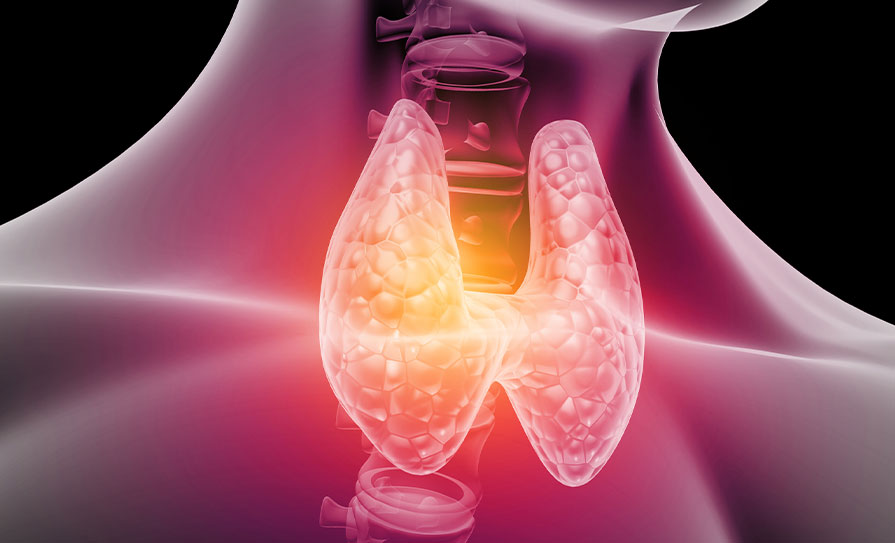 thyroid gland