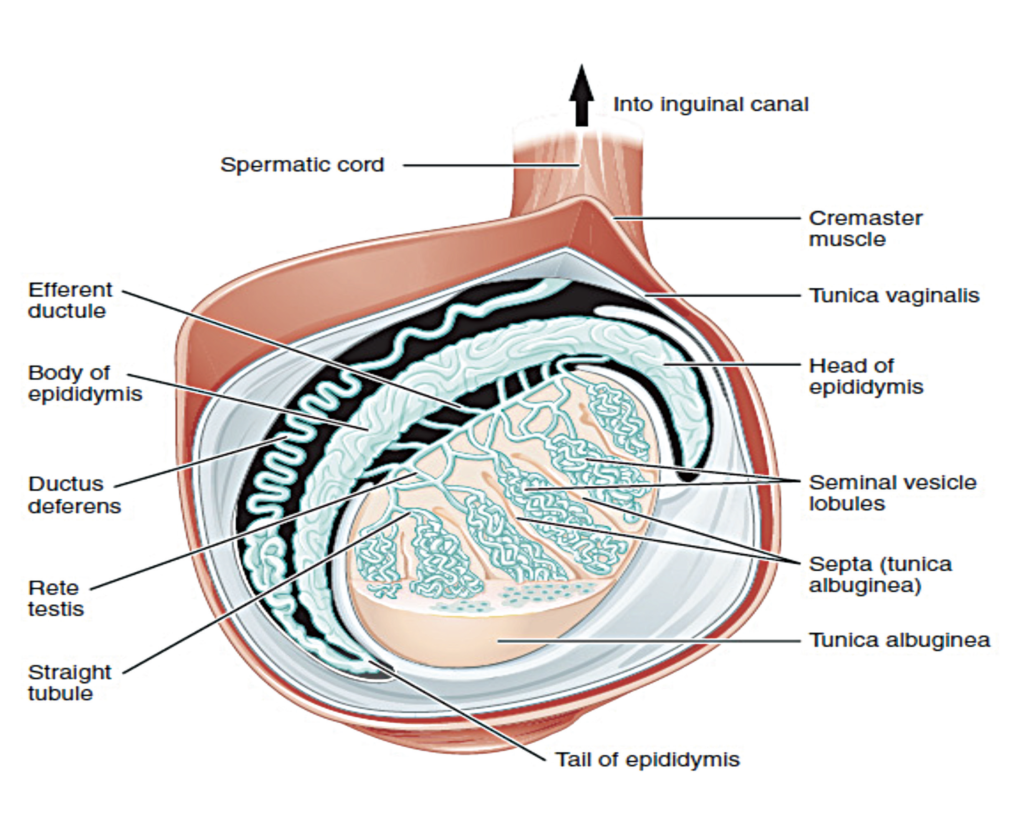 Testicular cancer