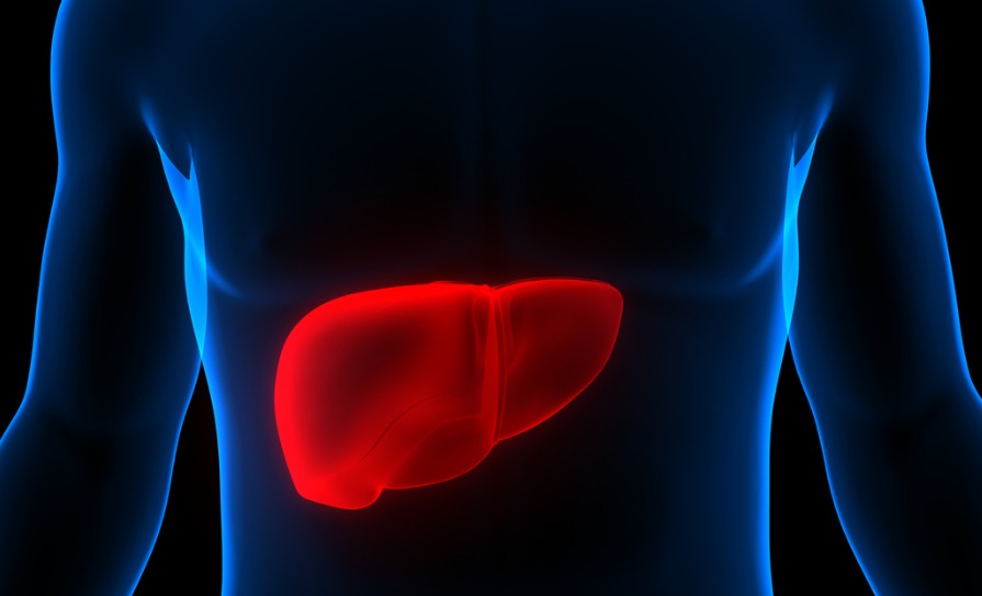 liver