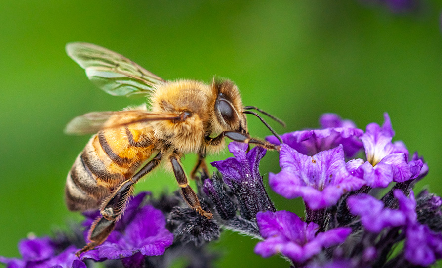 honey bee