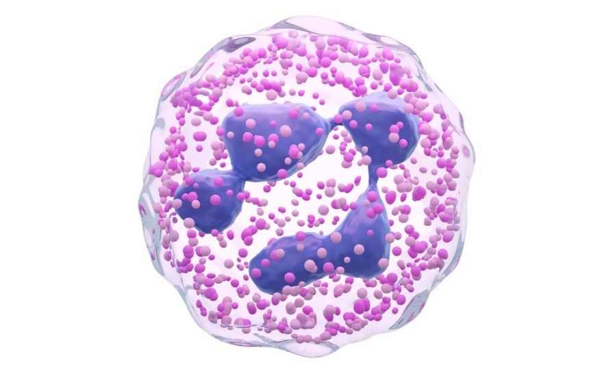 neutrophils