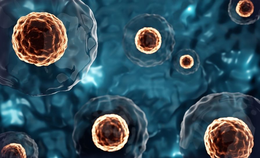 stem cell