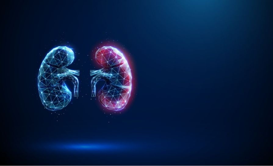 renal
