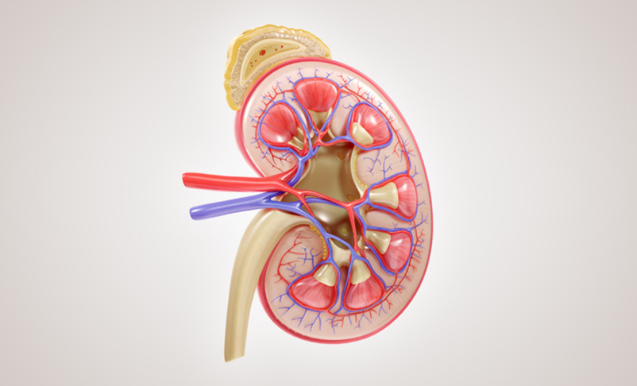 kidney
