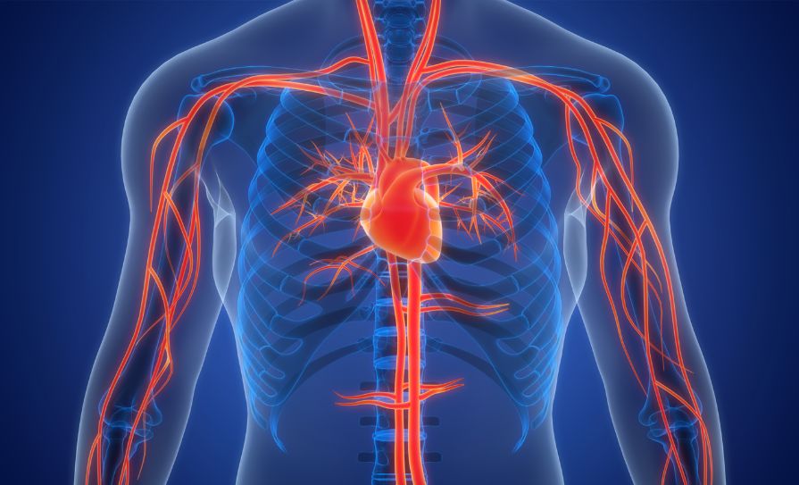cardiovascular
