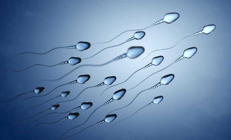 sperm