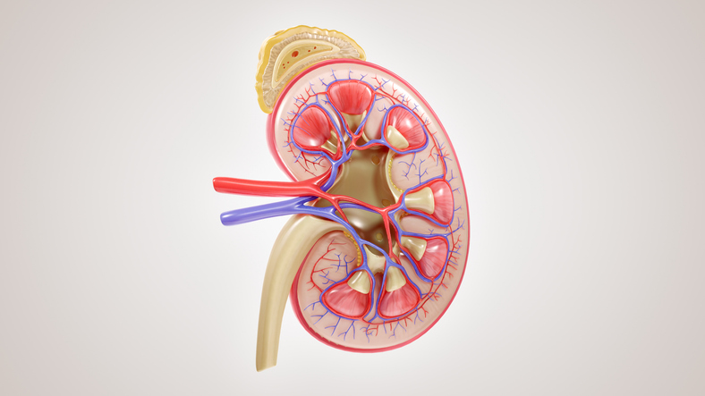 ESC guidelines